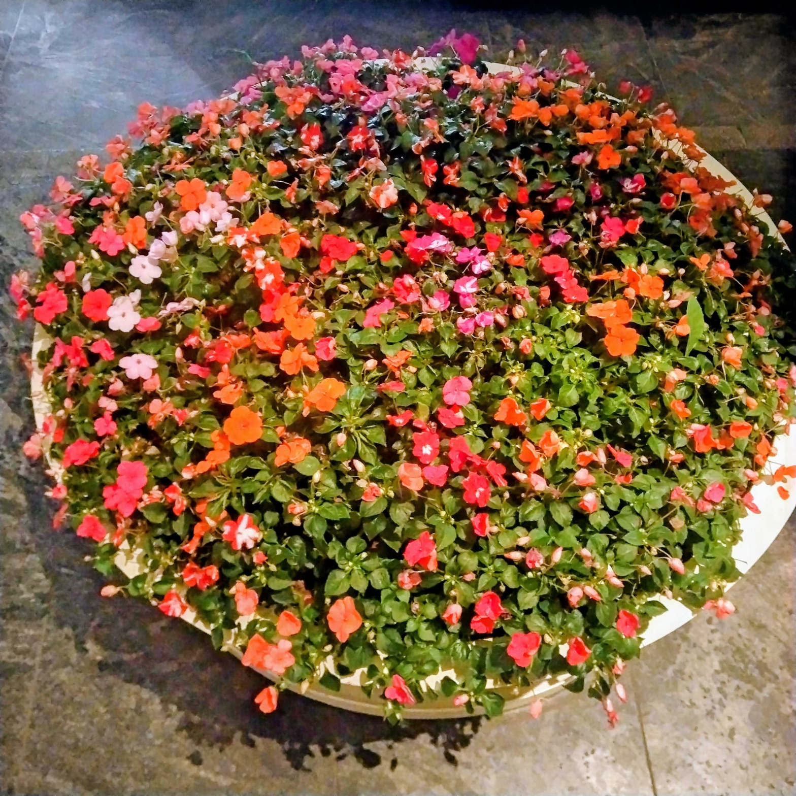 A big flower pot with numerous flowers of vivid colours.